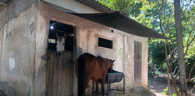 Sítio Em Bacaxá Próximo A Lagoa De Jacarepiá - Foto 11